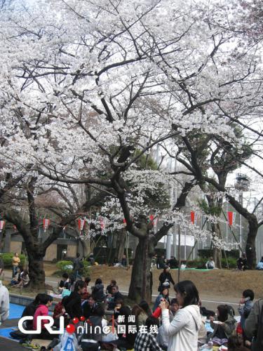 Sakura flowers brighten the country every year in spring, attracting an endless stream of people.