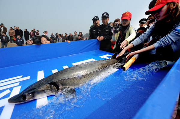 Volunteers release a Chinese sturgeon, a rare species that lives in the Yangtze River, into a section of the river in Yichang, Hubei province, on April 14, 2011. A total of 141 sturgeons were released into the river. [China Daily] 