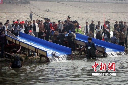 Volunteers release Chinese sturgeons, a rare species that lives in the Yangtze River, into a section of the river in Yichang, Hubei province, on April 14, 2011. A total of 141 sturgeons were released into the river. [chinanews.com] 