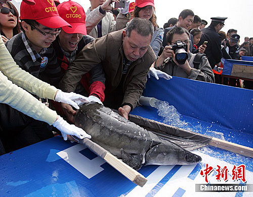 Volunteers release a Chinese sturgeon, a rare species that lives in the Yangtze River, into a section of the river in Yichang, Hubei province, on April 14, 2011. A total of 141 sturgeons were released into the river. [chinanews.com] 