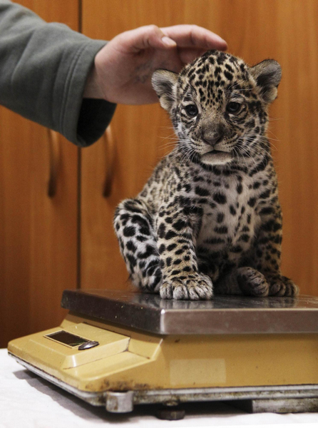 Employee Christina Kosorygina weighs a one-month-old jaguar cub at the Leningrad city zoo in St. Petersburg, April 14, 2011. Black male jaguar Rock and spotted female jaguar Agnessa gave birth to the three jaguars cubs on March 15, according to the zoo employees. [Agencies]