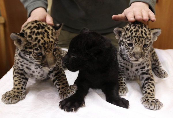 Employee Christina Kosorygina shows off three one-month-old jaguar cubs at the Leningrad city zoo in St. Petersburg, April 14, 2011. [Agencies]