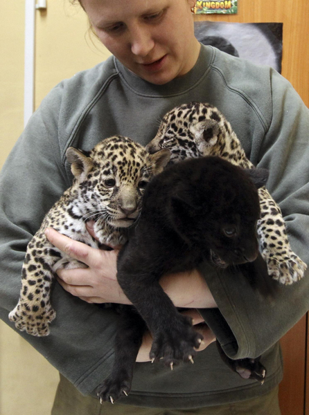 Employee Christina Kosorygina shows three one-month-old jaguar cubs at the Leningrad city zoo in St. Petersburg, April 14, 2011.