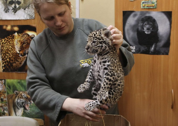 Employee Christina Kosorygina holds a one-month-old jaguar cub at the Leningrad city zoo in St. Petersburg, April 14, 2011.
