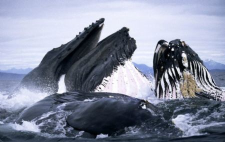 Several whales grunt and scream and all open their huge mouths to enjoy their feast. On average, one humpback eats around 5,000 pounds of plankton, krill and fish a day. The wildlife photographer Duncan Murrell, also named 'Whaleman', takes those amazing pictures. To capture images of humpback whales feeding and surging through the surf off Alaska, he often ventures within the giant, fearsome creatures. [chinanews.com.cn] 