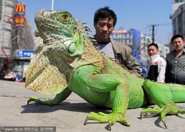 A green iguana crawls along a square in Jilin city of Northeast China's Jilin province, April 13, 2011. [