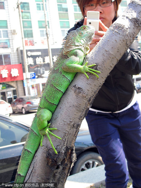 A green iguana hangs onto a tree at a square in Jilin city of Northeast China's Jilin province, April 13, 2011.