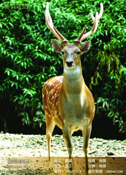 File photo of a male deer selected by Taiwan as gift to the Chinese mainland. [Xinhua]