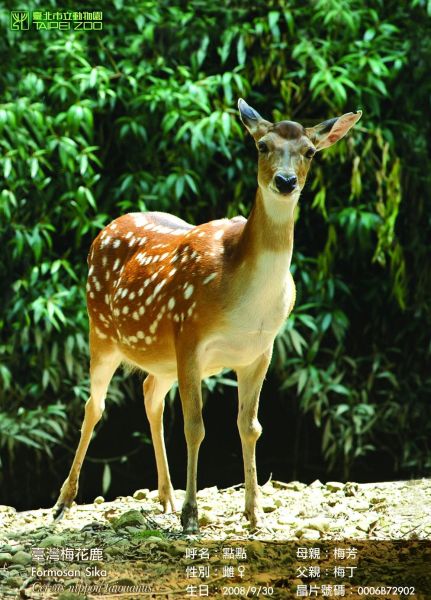 File photo of a female deer selected by Taiwan as gift to the Chinese mainland. [Xinhua]