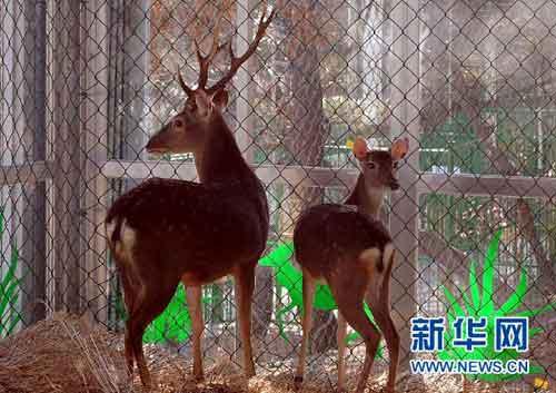 Taiwan sends native animals to mainland - China.org.cn