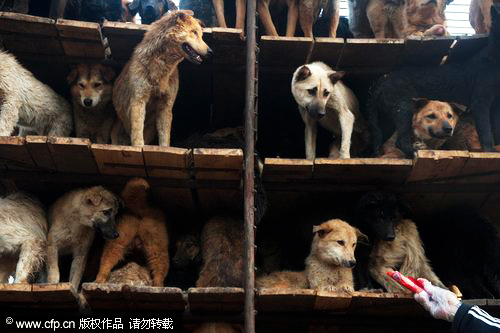 The dogs are scared and reluctant to get off the truck at a care center of the China Small Animal Protection Association in Beijing, April 16, 2011. 