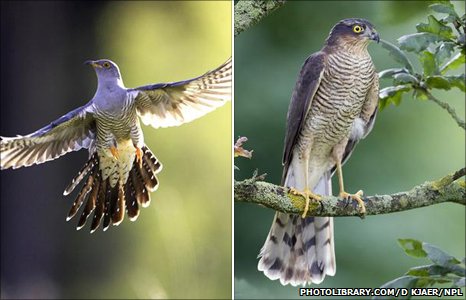 Cuckoos and sparrow hawks have almost identical patterns on their underbellies.