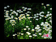 The flowers are in full bloom at Beijing Botanical Gardens this week. The mountain peach blossoms herald the official start of the Peach Blossom Festival, which has been running since 1981. Nearly 70 varieties of peach plants like the chrysanthemum, broom and weeping peach will bloom this month. [Photo by Jia Yunlong] 