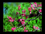 The flowers are in full bloom at Beijing Botanical Gardens this week. The mountain peach blossoms herald the official start of the Peach Blossom Festival, which has been running since 1981. Nearly 70 varieties of peach plants like the chrysanthemum, broom and weeping peach will bloom this month. [Photo by Jia Yunlong] 