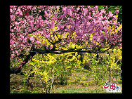 The flowers are in full bloom at Beijing Botanical Gardens this week. The mountain peach blossoms herald the official start of the Peach Blossom Festival, which has been running since 1981. Nearly 70 varieties of peach plants like the chrysanthemum, broom and weeping peach will bloom this month. [Photo by Jia Yunlong] 