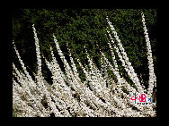 The flowers are in full bloom at Beijing Botanical Gardens this week. The mountain peach blossoms herald the official start of the Peach Blossom Festival, which has been running since 1981. Nearly 70 varieties of peach plants like the chrysanthemum, broom and weeping peach will bloom this month. [Photo by Jia Yunlong] 