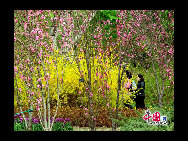 The flowers are in full bloom at Beijing Botanical Gardens this week. The mountain peach blossoms herald the official start of the Peach Blossom Festival, which has been running since 1981. Nearly 70 varieties of peach plants like the chrysanthemum, broom and weeping peach will bloom this month. [Photo by Jia Yunlong] 