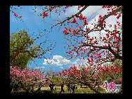 The flowers are in full bloom at Beijing Botanical Gardens this week. The mountain peach blossoms herald the official start of the Peach Blossom Festival, which has been running since 1981. Nearly 70 varieties of peach plants like the chrysanthemum, broom and weeping peach will bloom this month. [Photo by Jia Yunlong] 