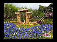 The flowers are in full bloom at Beijing Botanical Gardens this week. The mountain peach blossoms herald the official start of the Peach Blossom Festival, which has been running since 1981. Nearly 70 varieties of peach plants like the chrysanthemum, broom and weeping peach will bloom this month. [Photo by Jia Yunlong] 