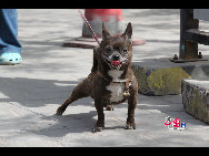 A dog in Nanluoguxiang. [China.org.cn by Li Xiaohua]  