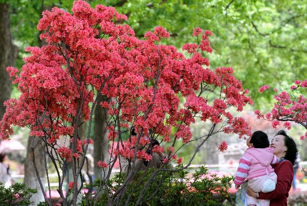 Visitors enjoy themselves by a Azalea tree at a park in Nanjing, capital of east China's jiangsu Province, April 18, 2011. The 9th China Azalea Exhibition kicked off here on Monday, showcasing over 200 kinds of Azalea from more than 30 cities around China. [Xinhua] 