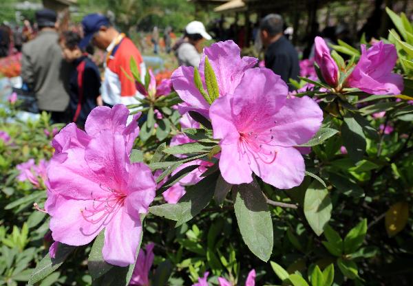 People come to enjoy Azalea at a park in Nanjing, capital of east China's jiangsu Province, April 18, 2011. The 9th China Azalea Exhibition kicked off here on Monday, showcasing over 200 kinds of Azalea from more than 30 cities around China.