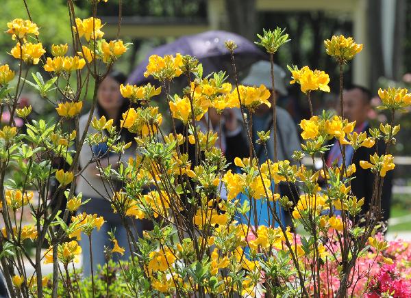 People come to enjoy Azalea at a park in Nanjing, capital of east China's jiangsu Province, April 18, 2011. The 9th China Azalea Exhibition kicked off here on Monday, showcasing over 200 kinds of Azalea from more than 30 cities around China.