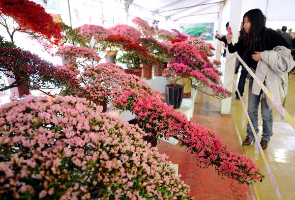 A woman takes a photo for Azalea at a park in Nanjing, capital of east China's jiangsu Province, April 18, 2011. The 9th China Azalea Exhibition kicked off here on Monday, showcasing over 200 kinds of Azalea from more than 30 cities around China. 