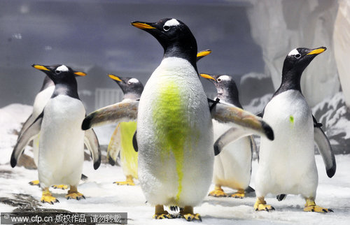 Gentoo penguins stroll inside an oceanarium in Changsha, capital of Central China&apos;s Hunan province, April 18, 2011. Four male and four female, the Gentoo penguins are helping to bring more tourists to the oceanarium and will be bred in the next two years. The largest of the penguins next to the two giant species, the Emperor Penguin and the King Penguin, Gentoo penguins can be easily recognized by the wide white stripe extending like a bonnet across the top of the head.[CFP] 