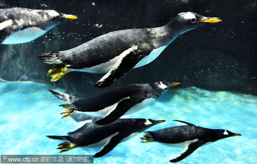 Gentoo penguins swim at an oceanarium in Changsha, capital of Central China&apos;s Hunan province, April 18, 2011.