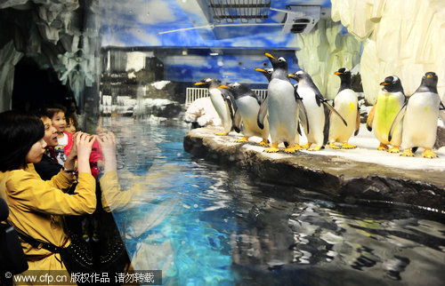 Tourists enjoy the eight Gentoo penguins at an oceanarium in Changsha, capital of Central China&apos;s Hunan province, April 18, 2011.