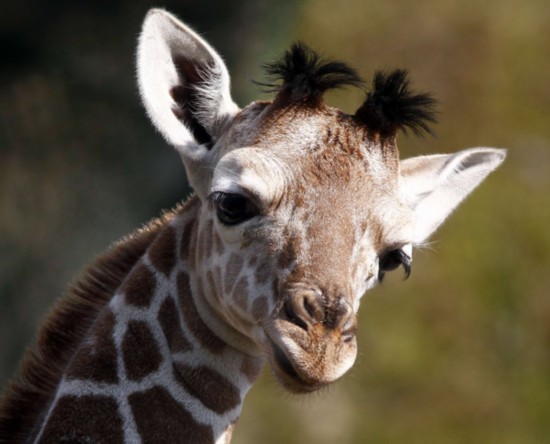 A two weeks old giraffe baby is pictured in his enclosure at the Tierpark Hellabrunn in Munich April 17, 2011. The female giraffe was born on April 5, 2011. [Xinhua/Reuters] 