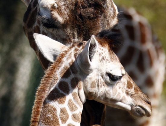 A two weeks old giraffe baby is pictured in his enclosure at the Tierpark Hellabrunn in Munich April 17, 2011. The female giraffe was born on April 5, 2011. [Xinhua/Reuters] 