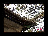 The Pool and Cudrania Temple, or Tanzhe Si, is situated 45 kilometers west of the city. The Chinese have a centuries old proverb; 'First there was the Pool and Cudrania Temple, then came Beijing.' This structure dates back 1,600 years to the Jin Dynasty, when it was known as the Temple of Auspicious Fortune. During the Tang Dynasty the grounds were expanded and renamed the Dragon Spring Temple. [China.org.cn]