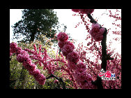 The Pool and Cudrania Temple, or Tanzhe Si, is situated 45 kilometers west of the city. The Chinese have a centuries old proverb; 'First there was the Pool and Cudrania Temple, then came Beijing.' This structure dates back 1,600 years to the Jin Dynasty, when it was known as the Temple of Auspicious Fortune. During the Tang Dynasty the grounds were expanded and renamed the Dragon Spring Temple. [China.org.cn]