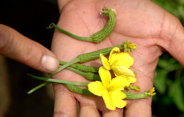 Bitter harvest for the failed wonder plant