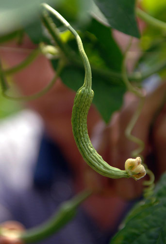 Bitter harvest for the failed wonder plant