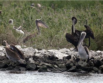 Oiled pelican on Queen Bess Island off Grand Isle, Louisiana, July 19, 2010. [USFWS]