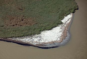 Dark oil along the shoreline is visible from the air over the South Pass area of Louisiana, March 20, 2011.[Greenpeace] 