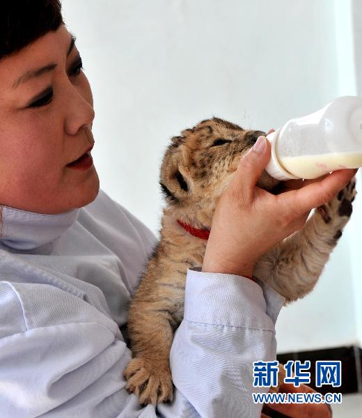 A worker nurses a newborn baby lion at Dalian Forest Zoo on April 20, 2011. An African lion gave birth to five cubs, two of which are male and three are female, at Dalian Forest Zoo in Dalian, a city of northeast China&apos;s Liaoning Province on April 12. It is this African lion&apos;s first time to be a mother, and she could not take good care of her five cubs. Hence, these baby lions are elaborately nursed by workers of the zoo now.