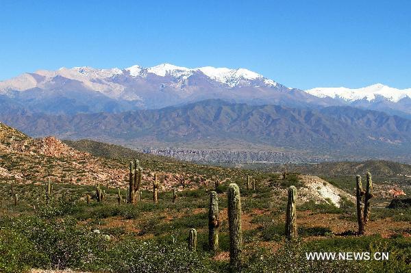 A patch of huge-sized cactus is seen in Cachi, Argentina, on April 19, 2011. The patch of 65,000 hectares of huge-sized cactus serves as a famed nature reserve at the foot of Andes. [Xinhua] 