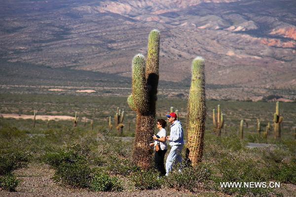 Tourists walk past huge-sized cactus in Cachi, Argentina, on April 19, 2011. A patch of 65,000 hectares of huge-sized cactus serves as a famed nature reserve at the foot of Andes. 