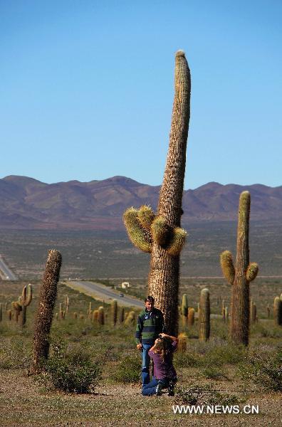 Tourists take photographs of huge-sized cactus in Cachi, Argentina, on April 19, 2011. A patch of 65,000 hectares of huge-sized cactus serves as a famed nature reserve at the foot of Andes. 