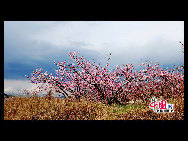 Located in the northeast section of Beijing, Pinggu is best known for its bountiful peach harvests. The annual Pinggu International Peach Festival will be held in April, offering travelers the opportunity to enjoy its massive, 220,000-mu (147 square-kilometer) peach garden. [China.org.cn]