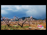 Located in the northeast section of Beijing, Pinggu is best known for its bountiful peach harvests. The annual Pinggu International Peach Festival will be held in April, offering travelers the opportunity to enjoy its massive, 220,000-mu (147 square-kilometer) peach garden. [China.org.cn]