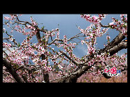 Located in the northeast section of Beijing, Pinggu is best known for its bountiful peach harvests. The annual Pinggu International Peach Festival will be held in April, offering travelers the opportunity to enjoy its massive, 220,000-mu (147 square-kilometer) peach garden. [China.org.cn]