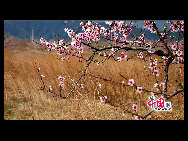 Located in the northeast section of Beijing, Pinggu is best known for its bountiful peach harvests. The annual Pinggu International Peach Festival will be held in April, offering travelers the opportunity to enjoy its massive, 220,000-mu (147 square-kilometer) peach garden. [China.org.cn]