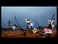 Located in the northeast section of Beijing, Pinggu is best known for its bountiful peach harvests. The annual Pinggu International Peach Festival will be held in April, offering travelers the opportunity to enjoy its massive, 220,000-mu (147 square-kilometer) peach garden. [China.org.cn]