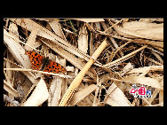 Located in the northeast section of Beijing, Pinggu is best known for its bountiful peach harvests. The annual Pinggu International Peach Festival will be held in April, offering travelers the opportunity to enjoy its massive, 220,000-mu (147 square-kilometer) peach garden. [China.org.cn]