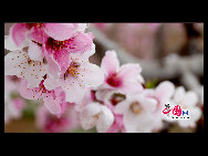 Located in the northeast section of Beijing, Pinggu is best known for its bountiful peach harvests. The annual Pinggu International Peach Festival will be held in April, offering travelers the opportunity to enjoy its massive, 220,000-mu (147 square-kilometer) peach garden. [China.org.cn]